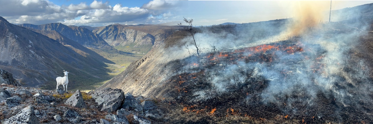 Dall's sheep in the Yukon with an example of a prescribed burn